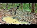 Trail Camera Captures RARE Black Coyote, Armadillos, and More