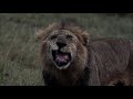 Выживание в дикой природе - Часть 2. Лев - король саванны  - Документальный фильм