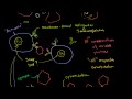 B lymphocytes (B cells) | Immune system physiology | NCLEX-RN | Khan Academy