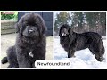 190 Dog Breeds Before and After Growing Up - Puppy To Adult Dog Pictures