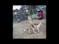 😍😆 Funniest Cats and Dogs 🐱🐱 Best Funniest Animals Video 2024 # 17