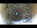 House Sparrow Attacks Bluebird Nest - Crazy Fast Birds Nest Build - Part 2