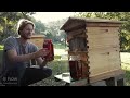 Flow Hive honey harvesting