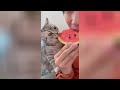 Funniest Cats And Dogs Videos 😁 - Best Funny Animal Videos 2024🥰 #4