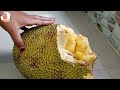 কাঁচা কাঁঠাল পাকানোর ঘরোয়া উপায় | How to Ripen Jackfruit Easily natural Way | কাঁঠাল পাকানোর পদ্ধতি