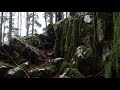 Relaxing Sound of Rain and Wind in Forest 2 Hours / Rain Drops Falling From Trees and Moss