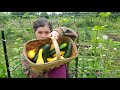 Easy trick to keep squash bugs out of your garden- My #1 Organic Tool