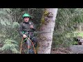 EVERYTHING You Need To Know About Tree Climbing Spurs! A Complete Guide to Choosing and Using Spurs!