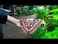 WATCH: Italian museum recreates Tanzanian butterfly forest to raise awareness on biodiversity