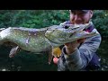 You MUST WATCH This Video If You Bait Fish For Pike!