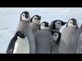 Penguin chicks rescued by unlikely hero | Spy in the Snow - BBC