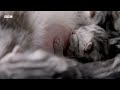Cat Mum Feeds Her Newborn Kittens | Wonderful World of Puppies | BBC Earth