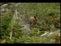 Grizzly Bear - National Park Animals for Kids