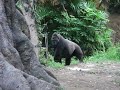 Angry Nana　Gorilla at Ueno Zoo　上野動物園のゴリラ　ハオコ、ナナの逆鱗に触れる