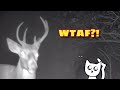 Bucks Galore & the Craziest Racks Yet! 🦌#meidase #trailcam #wildlife Weekly Circus 10/23-4 (Pt. 2)