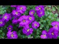 Calm and Peaceful Piano Music - Beautiful Floral Splendor