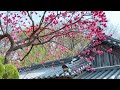 [4월 가볼만한곳] 전국 방방곡곡 겹벚꽃 명소 베스트 10