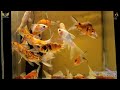 Exotic Fish and Pets in Bangalore at a  very low price and attractive Pets #pets #Fish