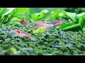 Red Cherry Shrimp (Neocaridina Davidi)