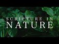 Scripture In Nature | Vol. 1 | Wisdom from Psalms | 4K Video