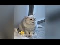 CLASSIC Dog and Cat Videos😻😜1 HOURS of FUNNY Clips👋🐶😎