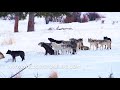Wapiti Lake Wolf Pack Howling in Yellowstone