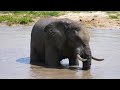 4K African Wildlife: Gombe Stream National Park - Real Sounds of Africa - 4K Video Ultra HD