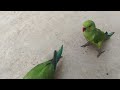Ringneck Parrot Talking and Flirting To His Female