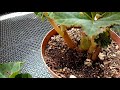 Begonia what to do when it gets ugly pruning