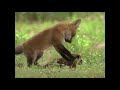 The Animal Kingdom's Most Devoted Parents (Nature Documentary) | Wild America | Real Wild