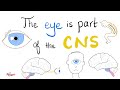 Optic Nerve & Visual Pathway | Cranial Nerve 2 (CN II) | Neuroanatomy Series