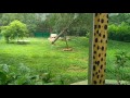 Mysore Zoo Park - 2 | Mysore | Karnataka | 8th July 2017