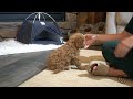 Molly The Cavapoo Training Intro