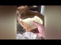 🐈 IMPOSSIBLE TRY NOT TO LAUGH 🤣 Best Funny Videos compilation Of The Month 🤣😸