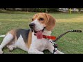 9 Reasons why you SHOULD NOT get a Beagle