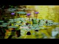 Beautiful Relaxing Music Lily Flower Zen Garden Peaceful Piano 🍃 Water ASMR Calming 音楽をリラックス ォーター 平穏