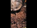 Snapping turtle laying eggs. Part 4