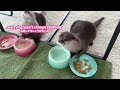 Otters Make a Fuss When a Stranger Takes Over Their Room