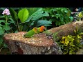 Relaxing Sounds Of Birds Singing Relieve Stress 4K HDR🐿️🦜