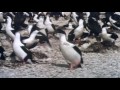 The Animals Of Patagonia (Wildlife Documentary | Real Wild