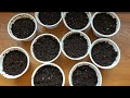 Starting Tomato Seeds + Single Seed Challenge 2022