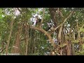 Sawing a super giant unique tree in the city / Cưa cây độc lạ siêu khổng lồ ở Tp | P.1 | T468