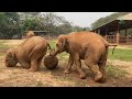 Playful Elephants at Elephant Nature Park! - ElephantNews