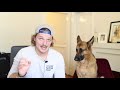 Things to know as a new German Shepherd owner | Mistakes made by new owners