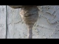 Bald-faced hornet nest with tube