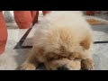 chow chow looking so cute #sultanthecreamchow #shorts #chowchowdogz