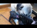 10 week old black Great Dane puppy and 9 month old Kangal pup