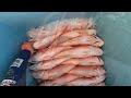 CAN WE CRACK 1000KG BY HAND?? -  Commercial Fishing N/W Australia, Goldband, Ruby & Pink Snapper.