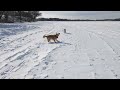 Snowy golden retriever