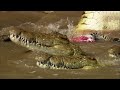 Crocodiles: The Last Dragon | Go Wild